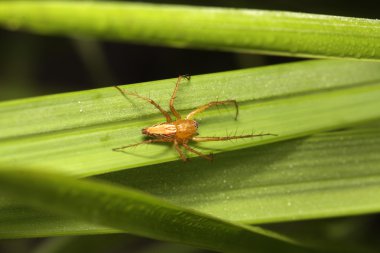 yeşil yaprakları örümcek