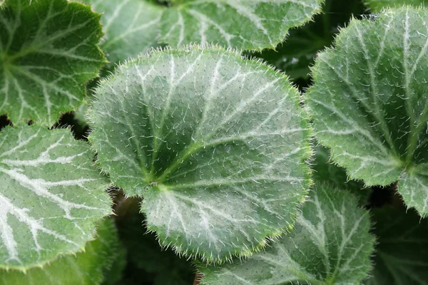 stock image Green leaves