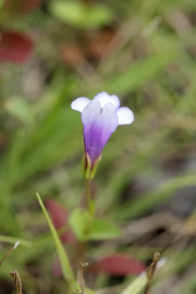 stock image Pureple and white flower