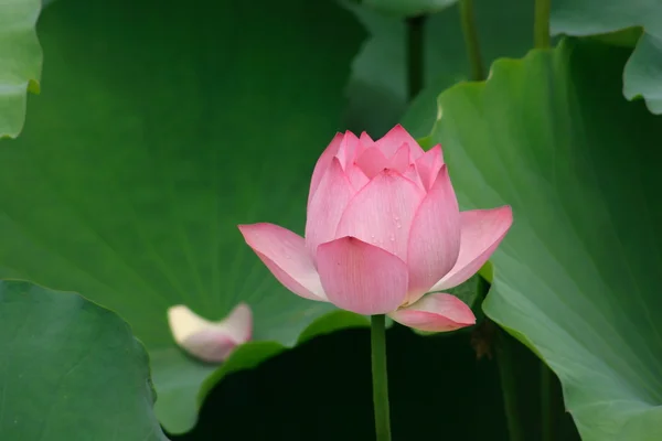 stock image Beautiful lotus