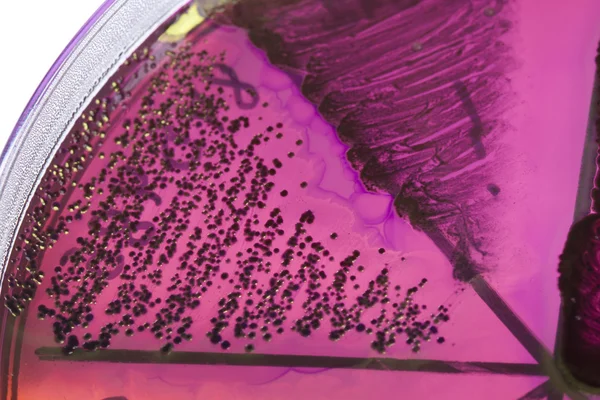 Bakterien auf Petrischale — Stockfoto