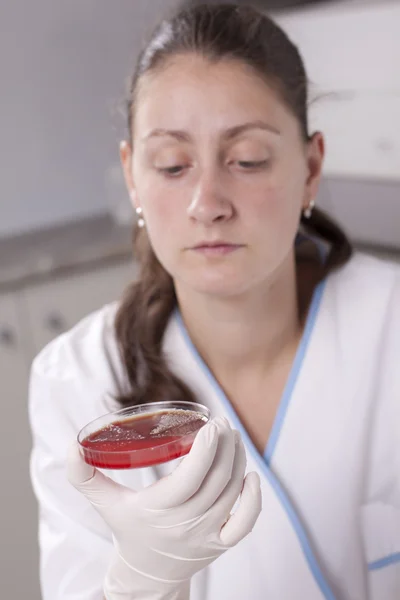 Laboratuar bilim adamıyla petri dish — Stok fotoğraf