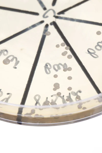 Bacteria on petri dish — Stock Photo, Image