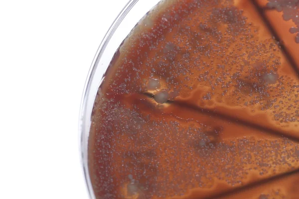 Bacterias en la placa de Petri —  Fotos de Stock