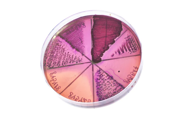 ペトリ皿の細菌 — ストック写真