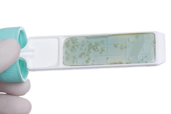 Mano en clavo con placa de Petri —  Fotos de Stock