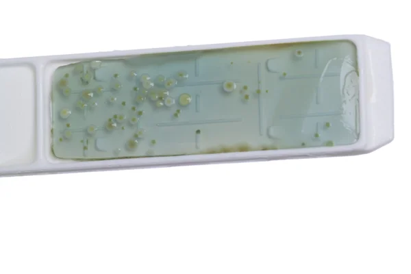 Mano en clavo con placa de Petri — Foto de Stock