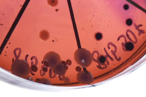 Baktériumok petri-csészén — Stock Fotó