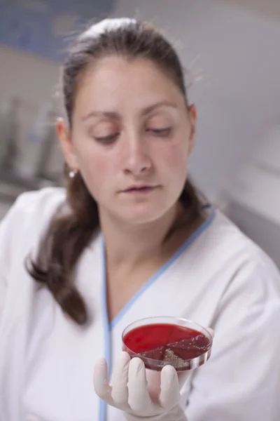 Ilmuwan lab dengan cawan petri — Stok Foto