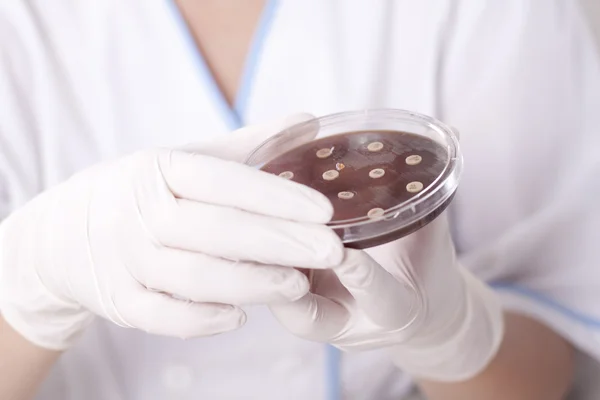 Científico de laboratorio con placa petri Imagen de stock