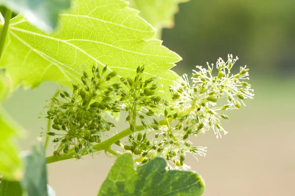 Vine leaves — Stock Photo, Image