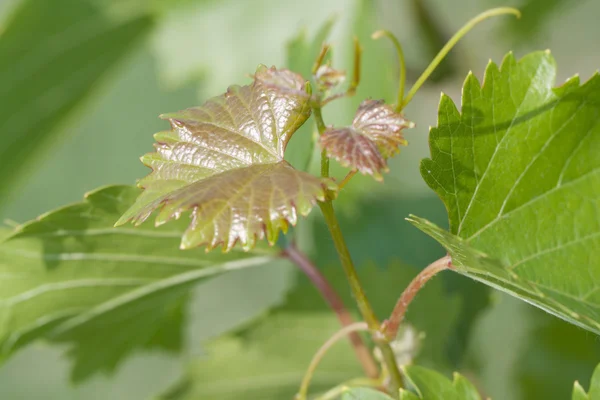 Vine leaves — Stock Photo, Image
