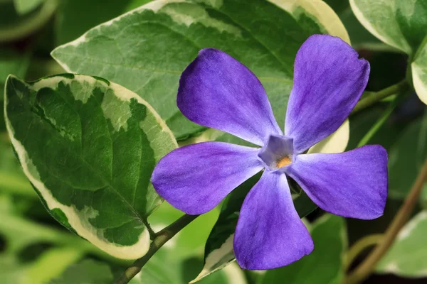 Varigated の葉と紫ビンカ主要な花 — ストック写真