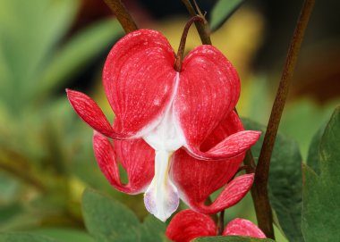 Red Bleeding Heart Flowers clipart