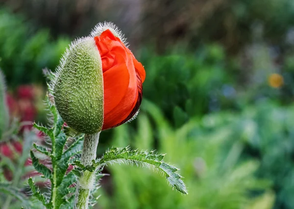 stock image Oriental Poppy Opening