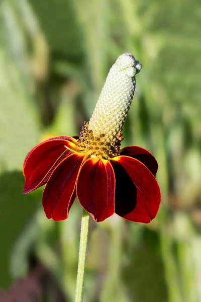 stock image Mexican Hat Flower