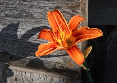 Lily and Old Wood clipart