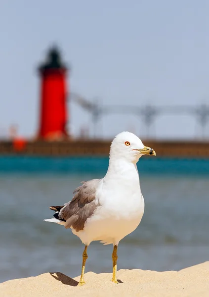 Seagul avec phare de South Haven — Photo