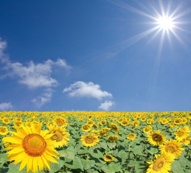 Summer sunflower field clipart