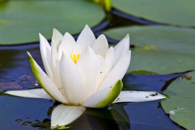 Closeup white lily