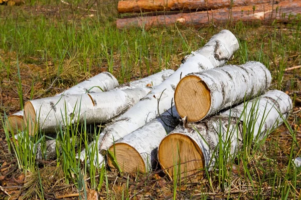 Heap of birch logs in a grass — Stock Photo, Image
