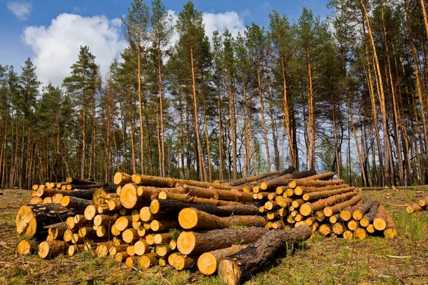 stock image Heap of pine tree trunks on a forest glade