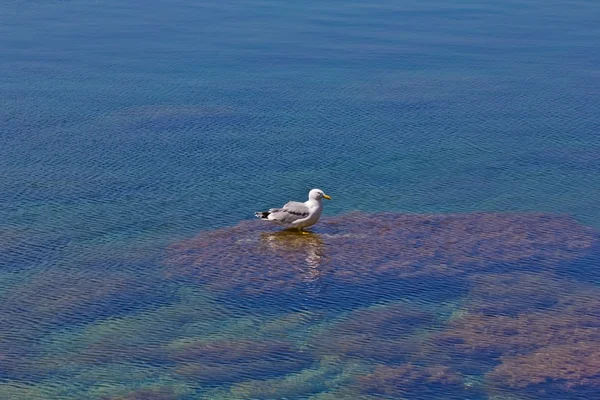 Seagull on a water — Stock Photo, Image