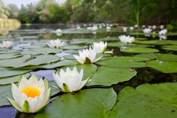 Белые лилии на озере — стоковое фото