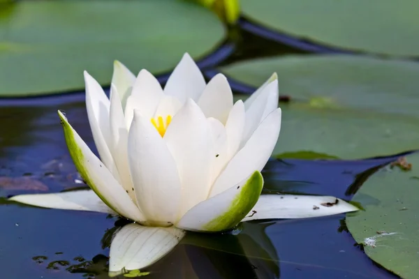 Closeup white lily — Stok fotoğraf