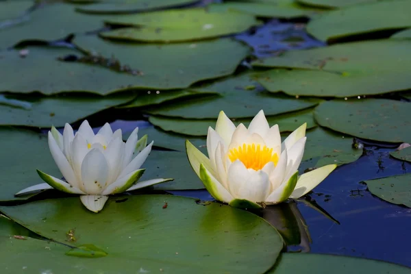 Two beautiful lilies — Stock Photo, Image