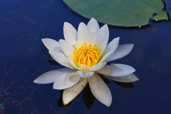 Белая лилия, плывущая по воде — стоковое фото