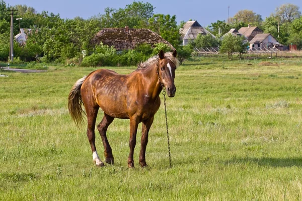 美丽的棕色马在草地上 — 图库照片