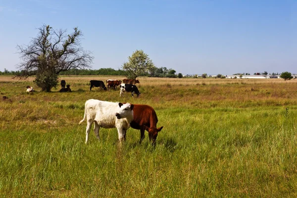 Manada de vaca em um pasto — Fotografia de Stock