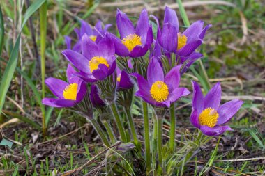 Beautiful violet flowers in a grass