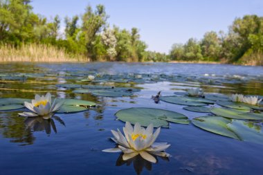 Lake with lilies clipart