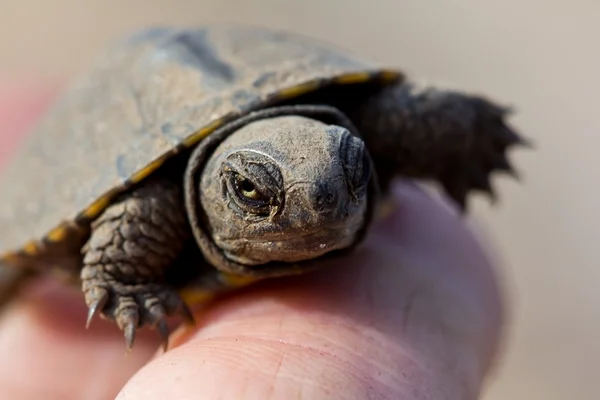 stock image Small turtle on a palm