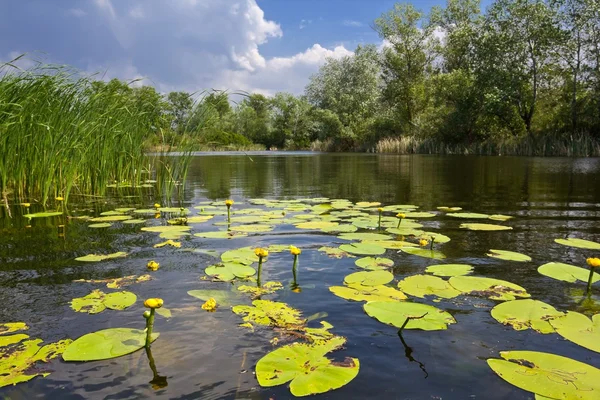 Pequeno lago com lírios — Fotografia de Stock