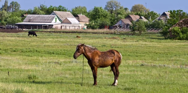 Cavalo marrom em um pasto verde — Fotografia de Stock