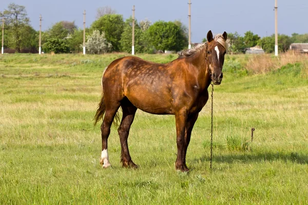 Closeup brown horse — Stock Photo, Image