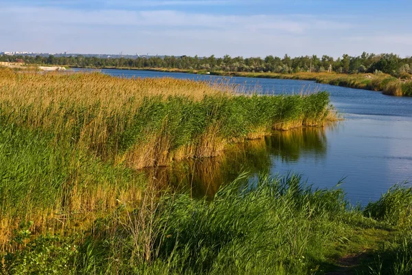 Літнє озеро і тростина — стокове фото