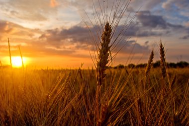 Wheat field at the evening clipart