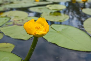 Sarı su çiçekler