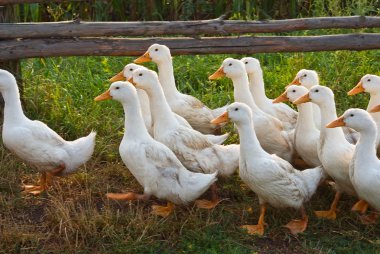 Walking white geese in a village clipart