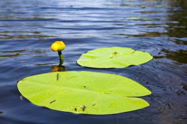 Alone yellow water lily clipart