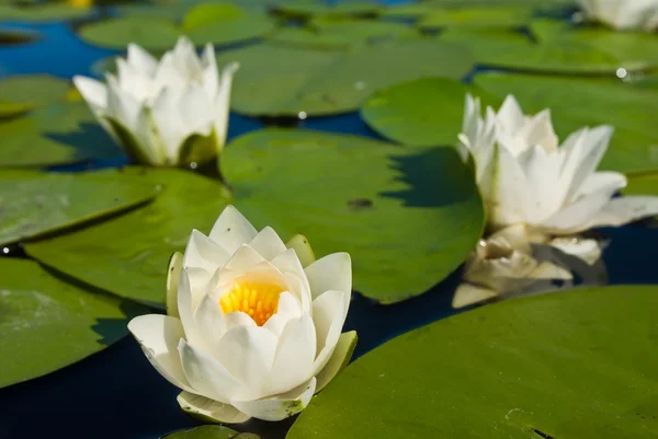 Three white lilies — Stock Photo, Image
