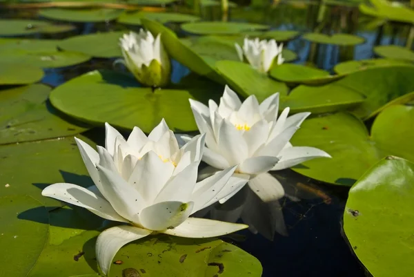 Water lilies — Stock Photo, Image