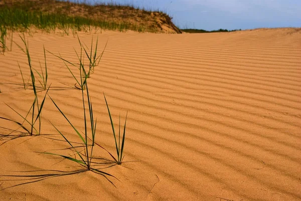 Dune i en öken — Stockfoto