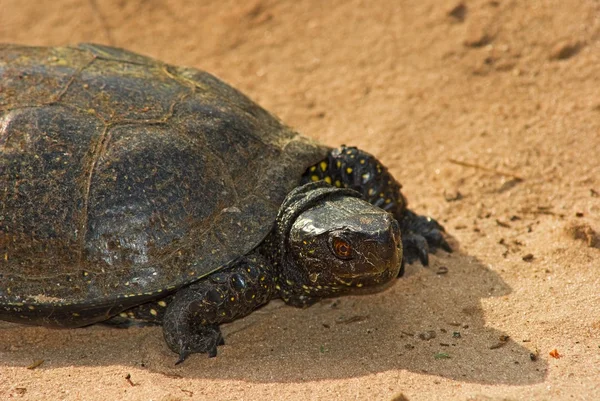 Schildkröte auf einem Sand — Stockfoto
