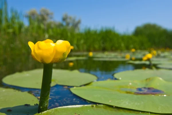 stock image Yellow water flower