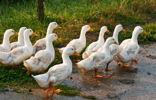 Walking white geese in a village — Stock Photo, Image